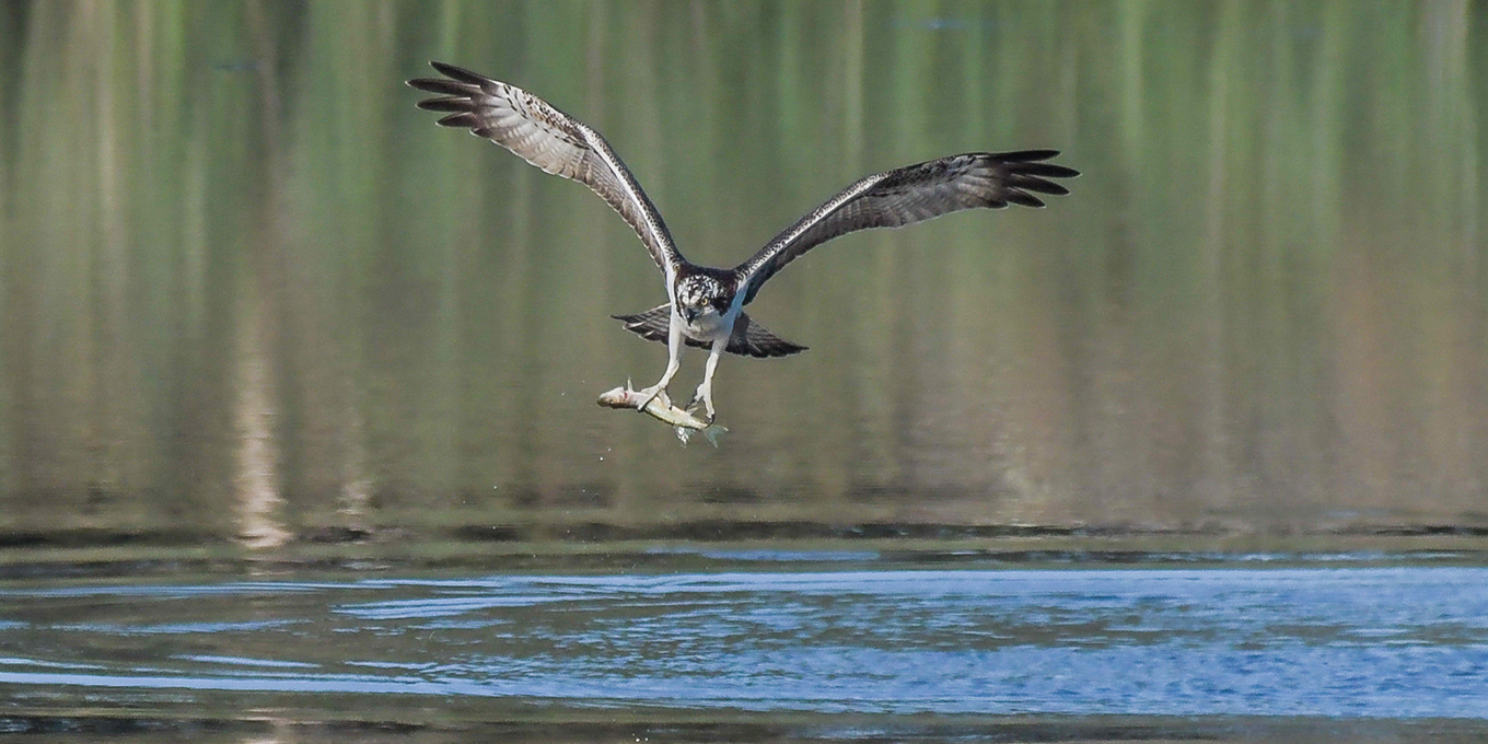 Le balbuzard pêcheur